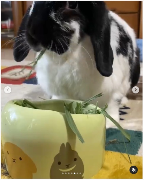 うさぎ畑,ユーザーフォト,Instagram