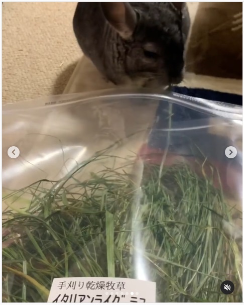 うさぎ畑,ユーザーフォト,Instagram