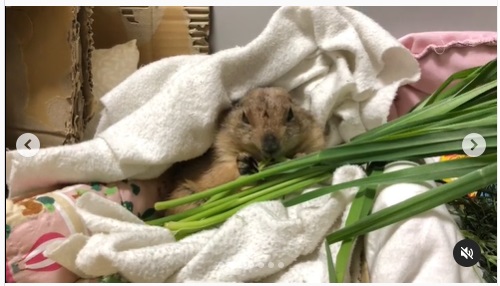 うさぎ畑,ユーザーフォト,Instagram