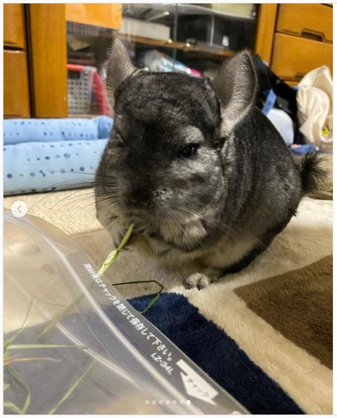 うさぎ畑,ユーザーフォト,Instagram