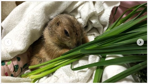 うさぎ畑,ユーザーフォト,Instagram