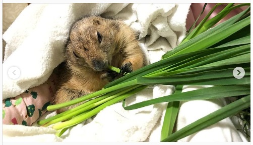 うさぎ畑,ユーザーフォト,Instagram