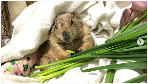 うさぎ畑,ユーザーフォト,Instagram
