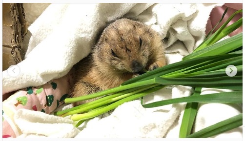うさぎ畑,ユーザーフォト,Instagram