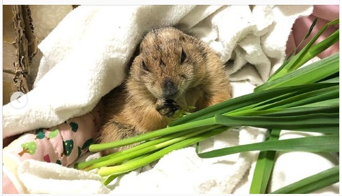 うさぎ畑,ユーザーフォト,Instagram