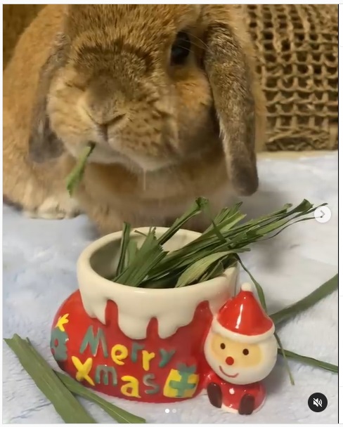 うさぎ畑,ユーザーフォト,Instagram