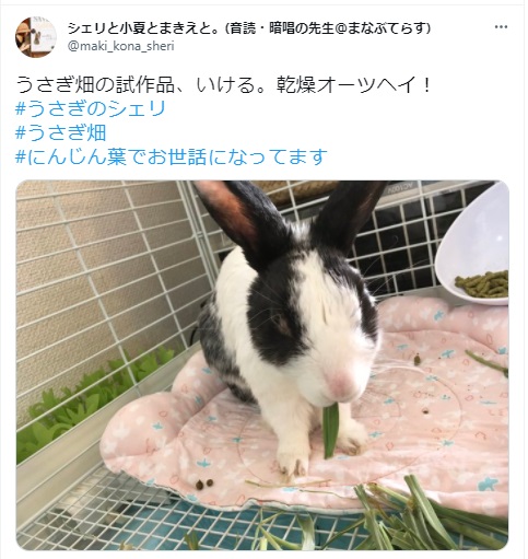 うさぎ畑,ユーザーフォト,Twitter