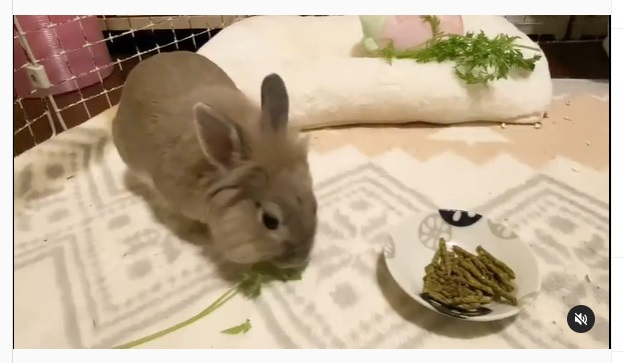 うさぎ畑,ユーザーフォト