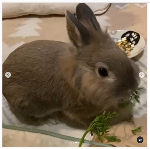 うさぎ畑,ユーザーフォト