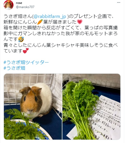 うさぎ畑,ユーザーフォト,Twitter