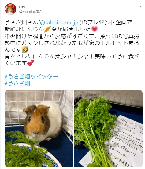 うさぎ畑,ユーザーフォト,Twitter