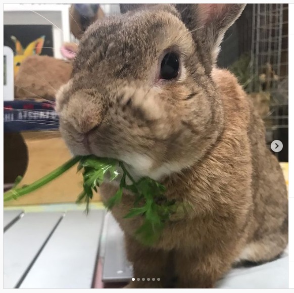うさぎ畑,ユーザーフォト,Instagram