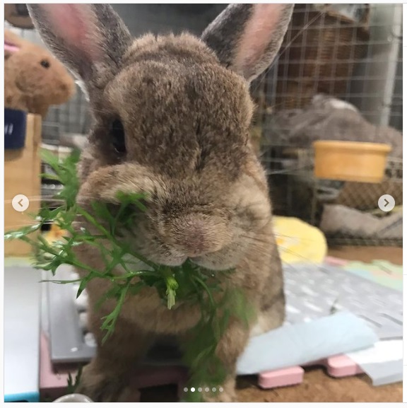 うさぎ畑,ユーザーフォト,Instagram
