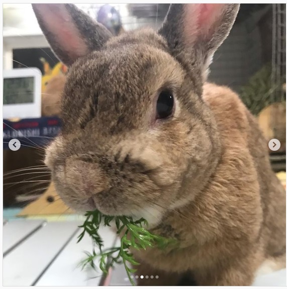 うさぎ畑,ユーザーフォト,Instagram
