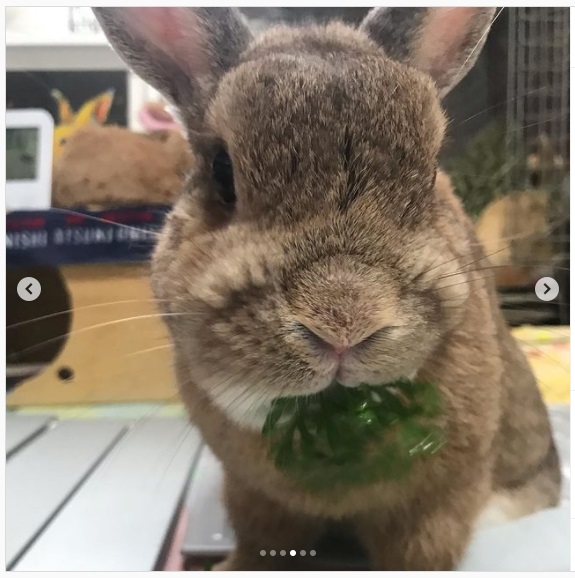 うさぎ畑,ユーザーフォト,Instagram