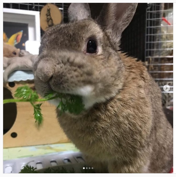 うさぎ畑,ユーザーフォト