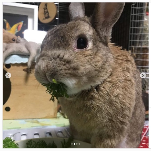 うさぎ畑,ユーザーフォト