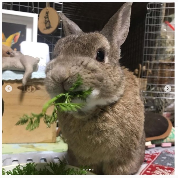 うさぎ畑,ユーザーフォト