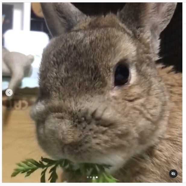 うさぎ畑,ユーザーフォト
