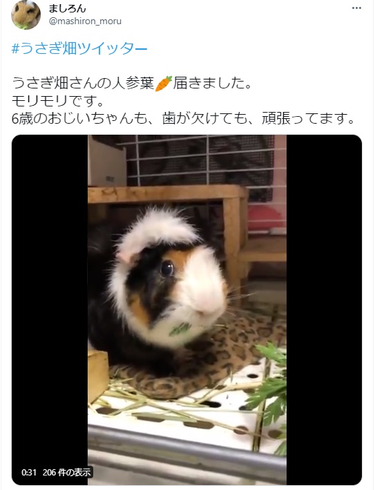 うさぎ畑,ユーザーフォト,Twitter