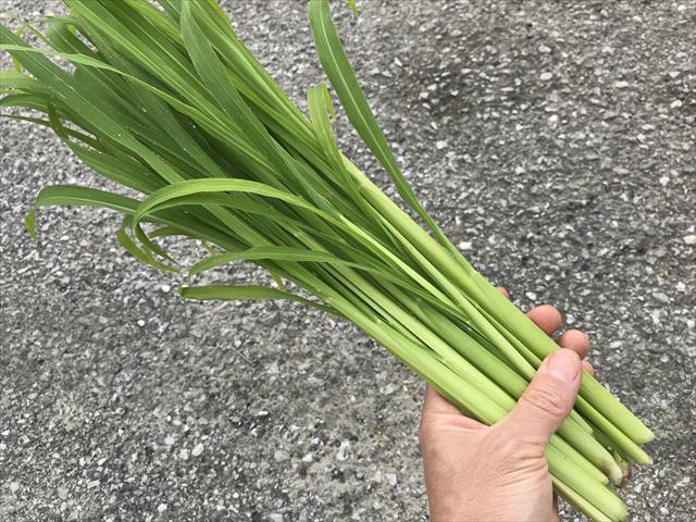 ミレット,うさぎ,生牧草