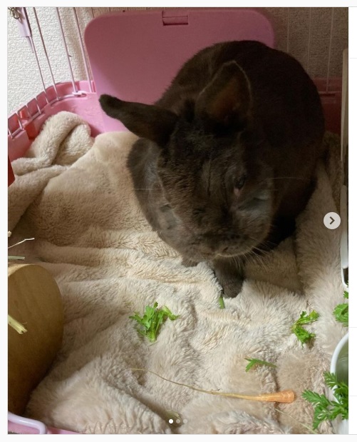 うさぎ畑,ユーザーフォト