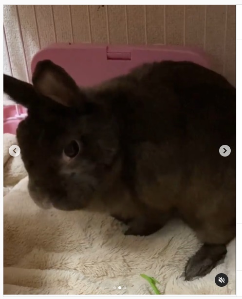 うさぎ畑,ユーザーフォト