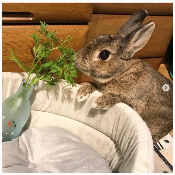 うさぎ畑,ユーザーフォト,Instagram