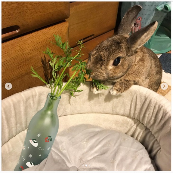 うさぎ畑,ユーザーフォト,Instagram