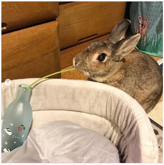 うさぎ畑,ユーザーフォト,Instagram