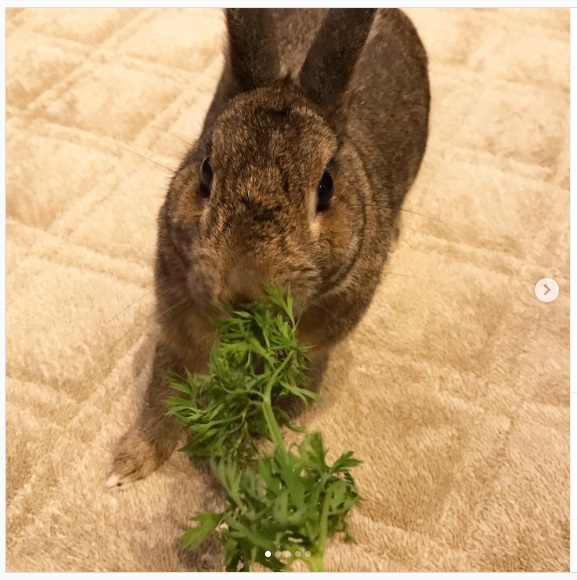 うさぎ畑,ユーザーフォト,Instagram