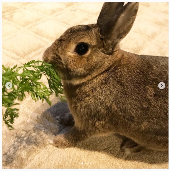 うさぎ畑,ユーザーフォト,Instagram
