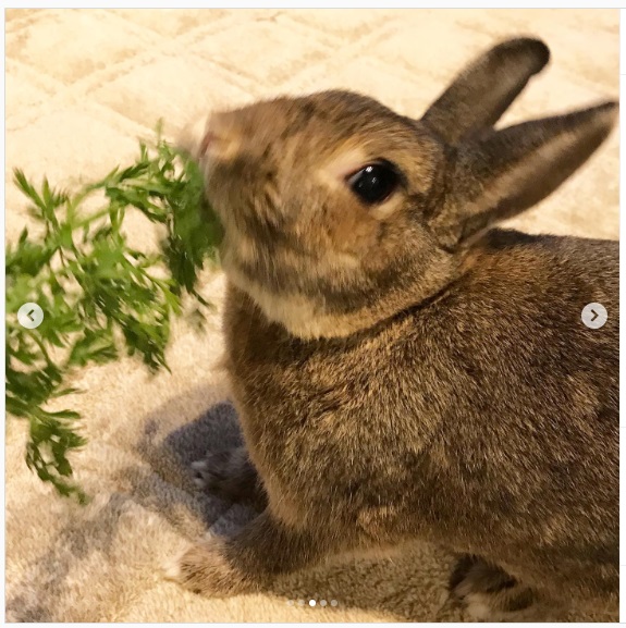 うさぎ畑,ユーザーフォト,Instagram