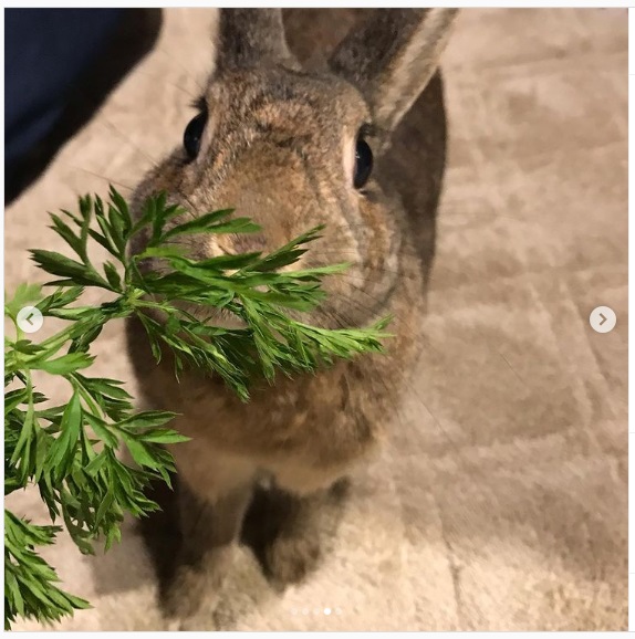 うさぎ畑,ユーザーフォト,Instagram