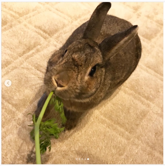 うさぎ畑,ユーザーフォト,Instagram
