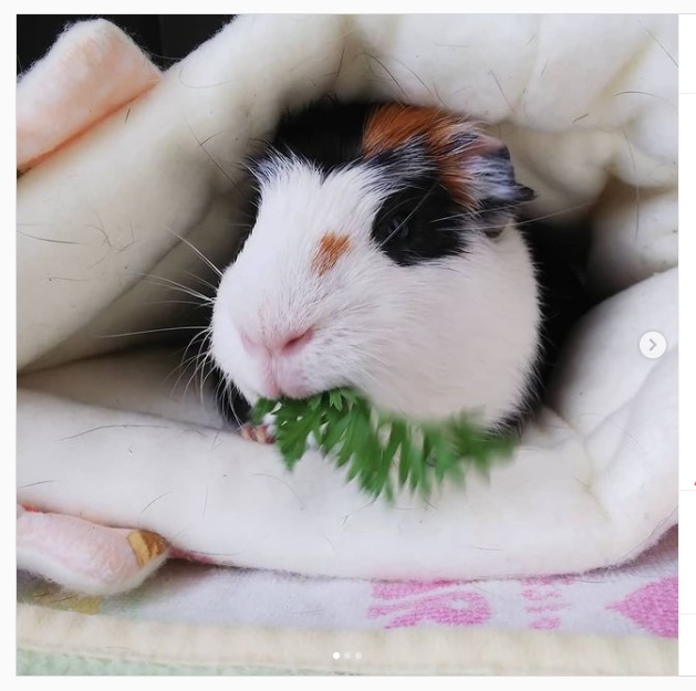 うさぎ畑,ユーザーフォト