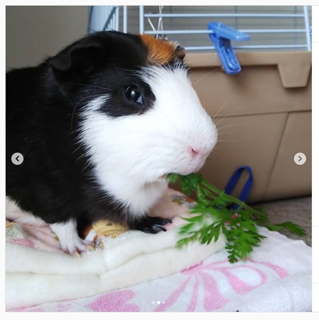 うさぎ畑,ユーザーフォト