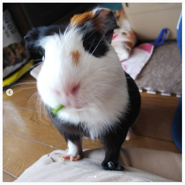 うさぎ畑,ユーザーフォト
