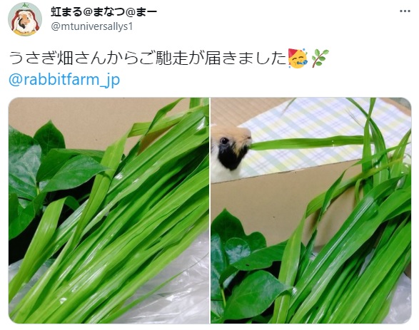 うさぎ畑,ユーザーフォト,Twitter