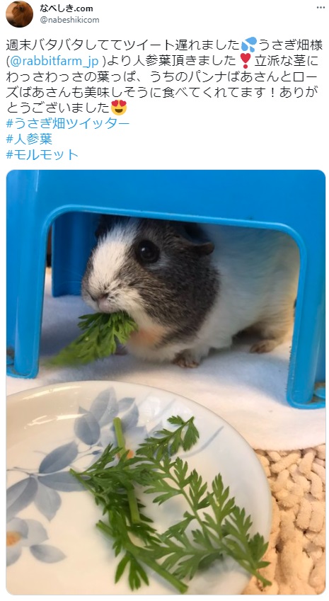 うさぎ畑,ユーザーフォト,Twitter