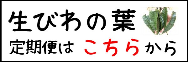 生びわ葉,定期,バナー