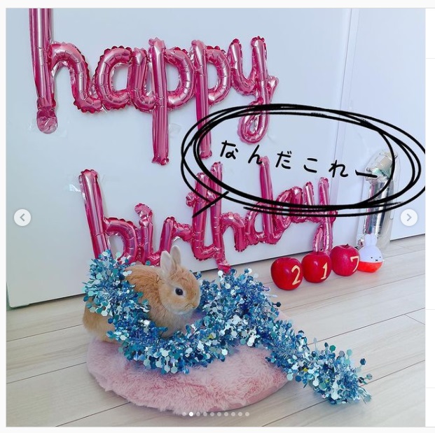うさぎ畑,ユーザーフォト