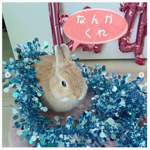 うさぎ畑,ユーザーフォト