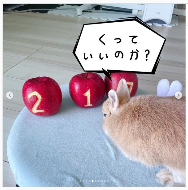 うさぎ畑,ユーザーフォト