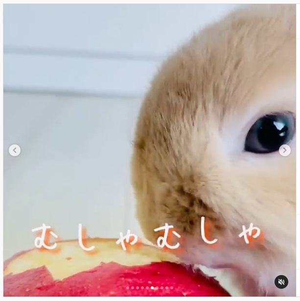 うさぎ畑,ユーザーフォト