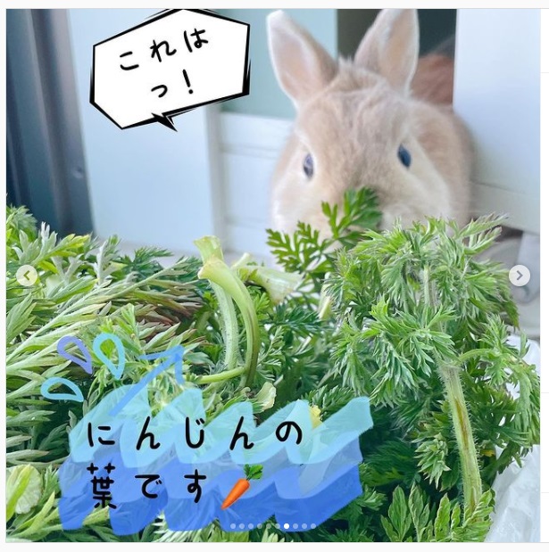 うさぎ畑,ユーザーフォト