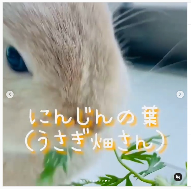 うさぎ畑,ユーザーフォト