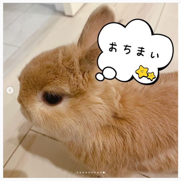うさぎ畑,ユーザーフォト