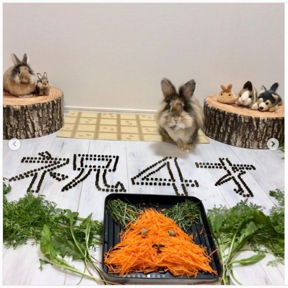うさぎ畑,ユーザーフォト,Instagram