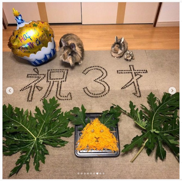 うさぎ畑,ユーザーフォト,Instagram